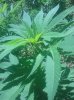 IMG_20130729_130253.jpg