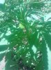 IMG_20130729_130258.jpg