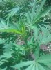 IMG_20130729_130303.jpg