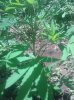 IMG_20130729_130310.jpg