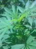 IMG_20130729_130317.jpg