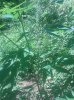 IMG_20130729_130335.jpg