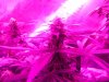 4thWeekG8LED450!! 003.jpg