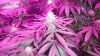 4thWeekG8LED450!! 009.jpg