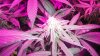 4thWeekG8LED450!! 015.jpg