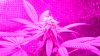 4thWeekG8LED450!! 018.jpg