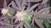4thWeekG8LED450!! 020.jpg