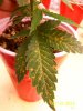 100_0210.jpg