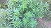 2013-08-01_16-58-28_494.jpg