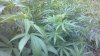 2013-08-01_17-00-04_239.jpg