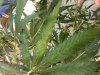 20130801_194507.jpg