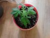 F2 Original Berry. just replanted. veg. 08-01.jpg