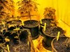 July28 Veg1.jpg