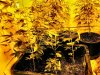 July28 Veg2.jpg
