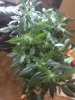 1st week flowering (8).jpg
