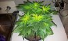 20130803_094340.jpg 20130803_094340.jpg