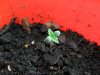 grow 038.jpg