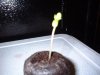 First Sprout 5.jpg
