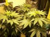 Day 6 Plants.jpg