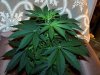 Day 6 Plant 1.jpg