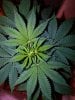 Day 6 Plant Top.jpg