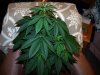 Day 11 Plant 1.jpg