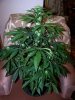 Day 21 Plant 1.jpg