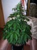 Day 28 Plant 1.jpg