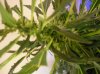 grow 029.jpg