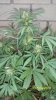 myplant1.jpg