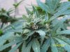 myplant2.jpg