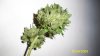 myplant4.jpg