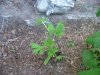 DSCF2186.jpg