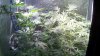 2013-08-03_16-26-16_500.jpg