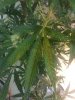 20130803_190006.jpg