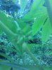 IMG_20130804_174924.jpg