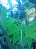 IMG_20130804_174931.jpg