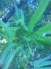 IMG_20130804_175004.jpg