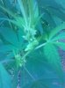 IMG_20130804_175018.jpg