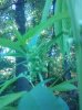 IMG_20130804_175035.jpg