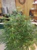 20130805_192927.jpg 20130805_192927.jpg