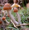 psilocybe_azurescens_sw_2-8.jpg
