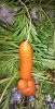 Carrot wang3 8-13.jpg