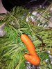 Carrot wang4B 8-13.jpg
