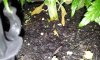 Plant1 Pot View.jpg Plant1 Pot View.jpg