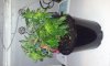 Plant1 Side.jpg