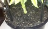 Plant2 Pot View.jpg