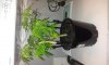 Plant2 Side.jpg