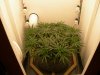 New home day 55 001.jpg