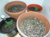 grow.jpg